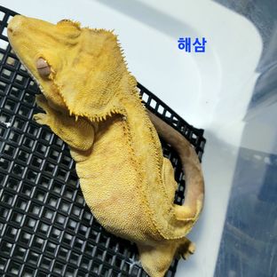 해삼