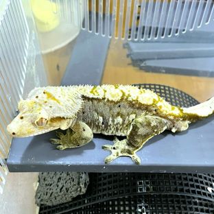 멍개