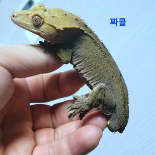 짜콜