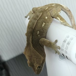 벅스킨 챠콜 화이트포트홀