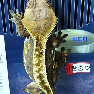 하도리