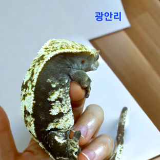 광안리 
