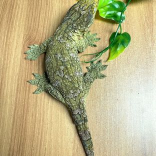 신갈