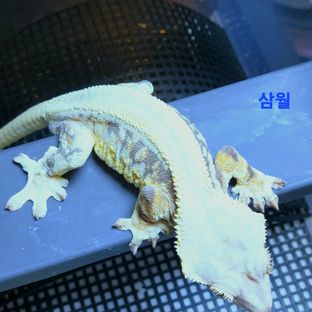 삼월