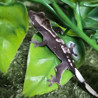 아잔틱