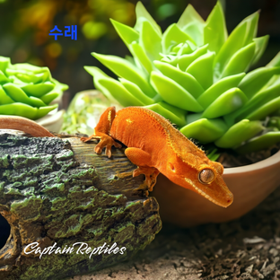 수래
