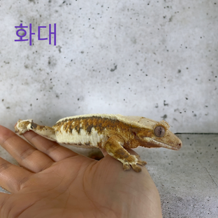 화대