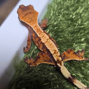 세이블