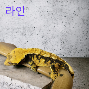 라인