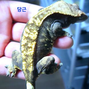 당근