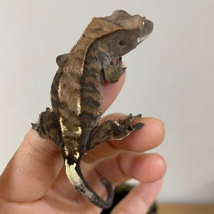 실수