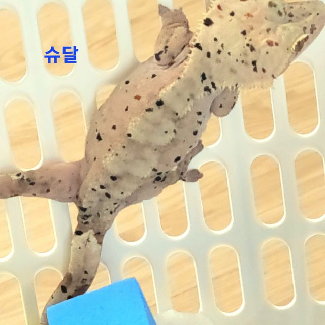 레드 바이 슈퍼달마시안