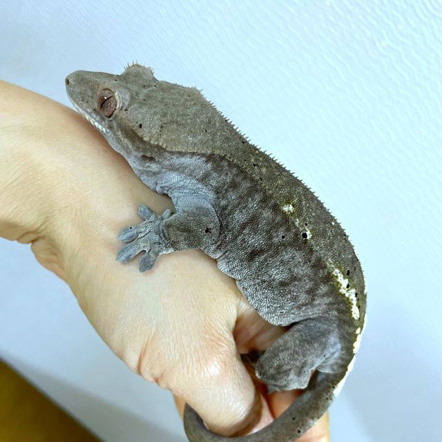 팬텀 카푸치노