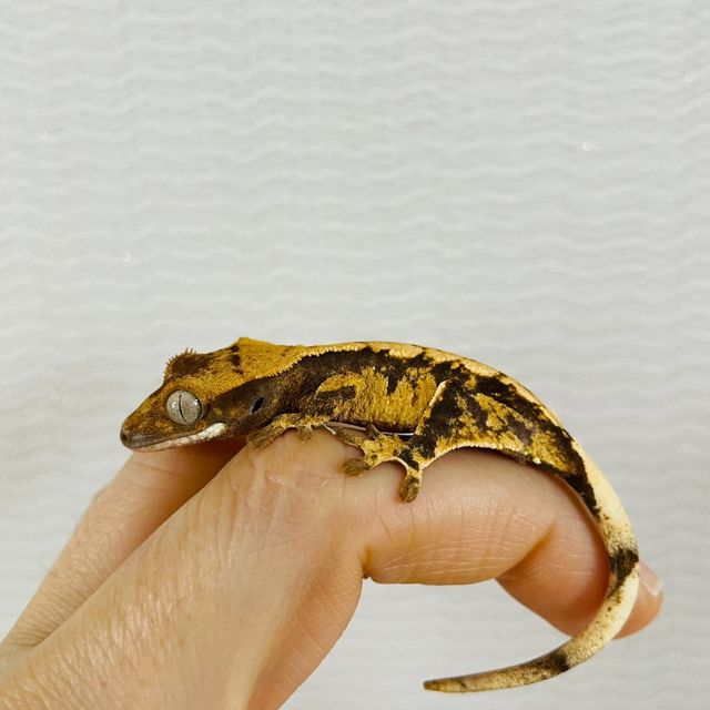 익스트림할리퀸 다크
