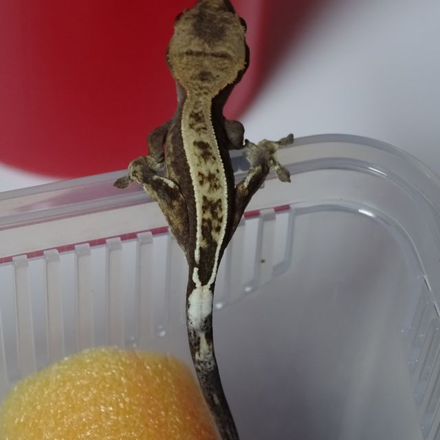카푸치노 풀핀