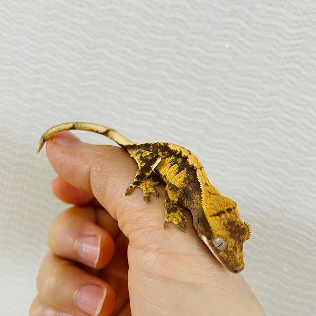 익스트림할리퀸 다크