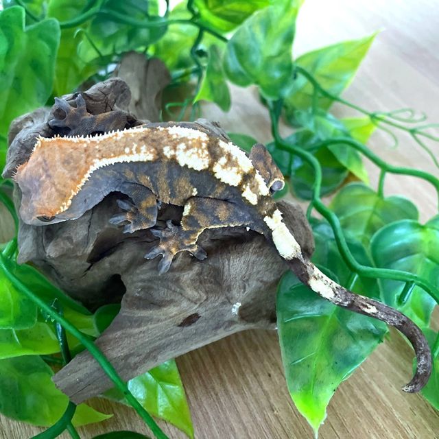 세이블