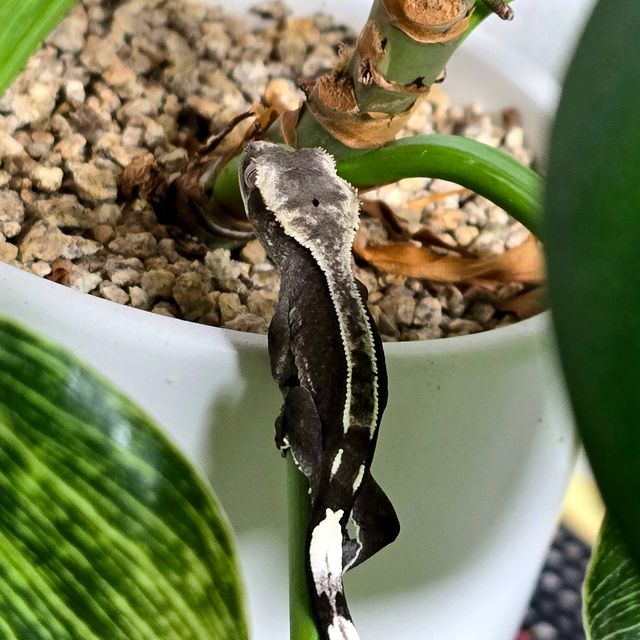 아잔틱