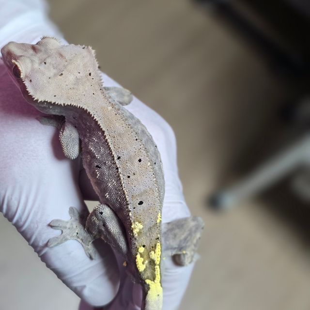벅스킨 카푸치노 다크