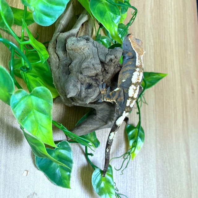세이블