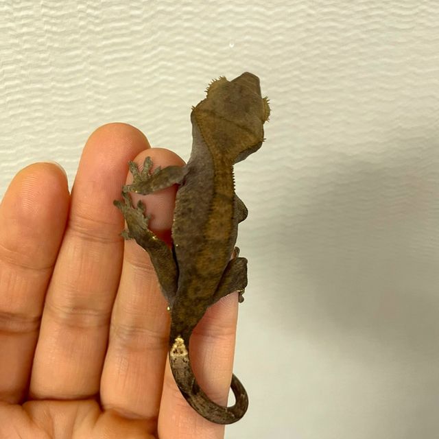 벅스킨 다크 챠콜