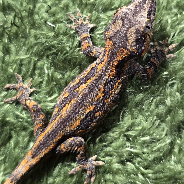 오렌지 스트라이프