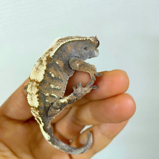 세이블