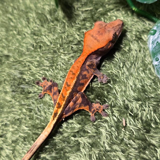 카푸치노