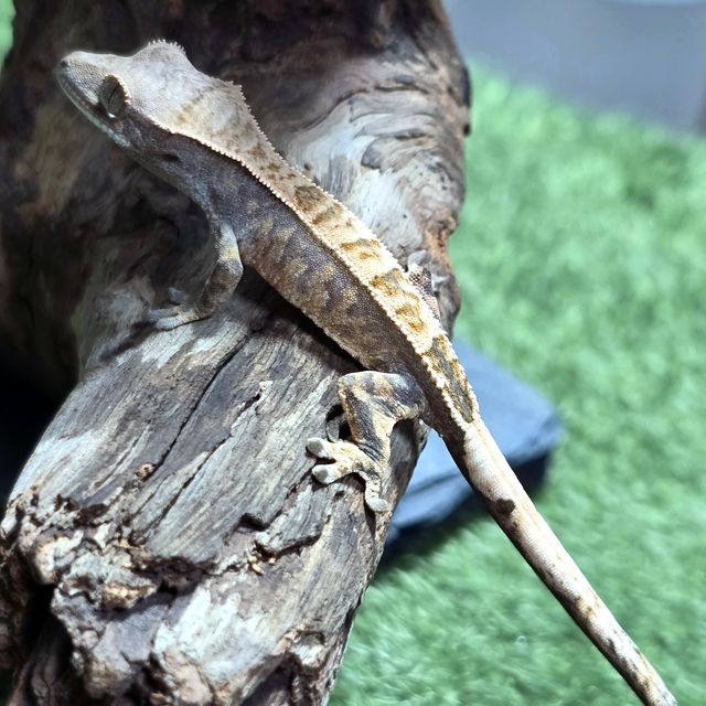트라이 카푸치노