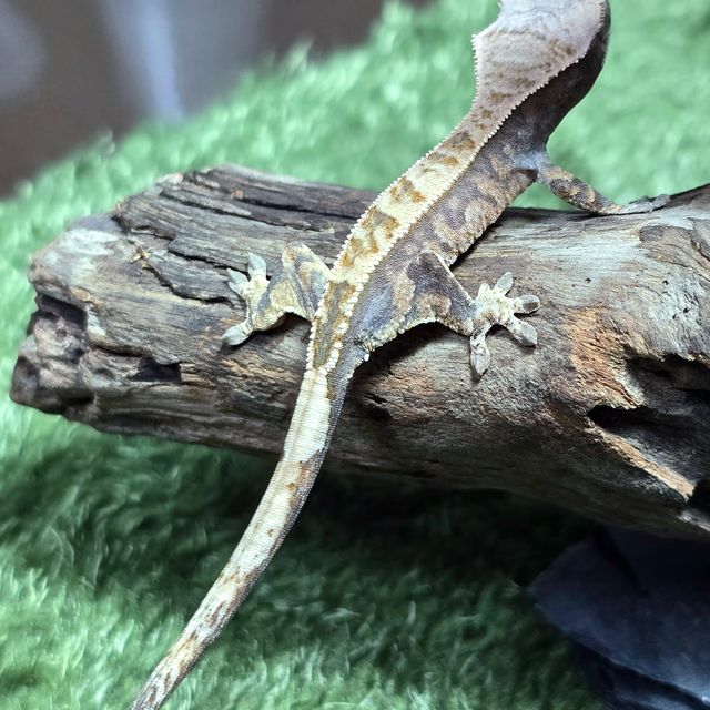 트라이 카푸치노