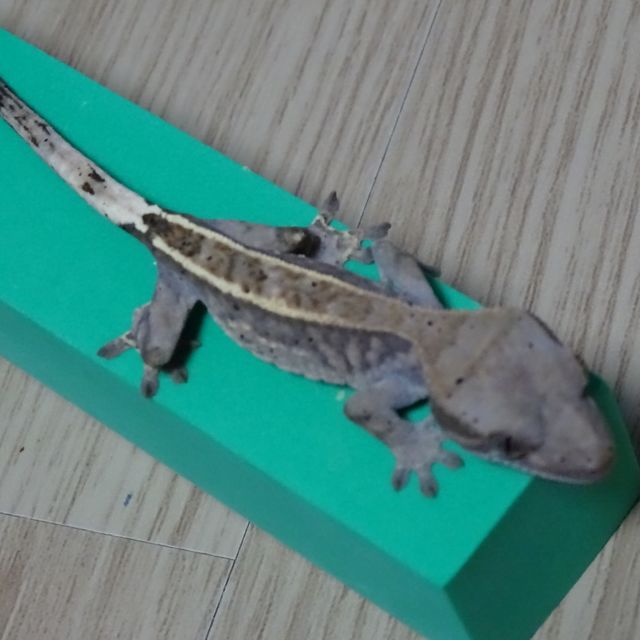 카푸치노 화이트핀 블랙