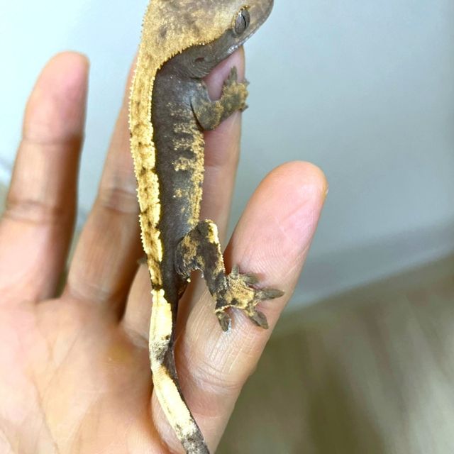 다크 할로윈