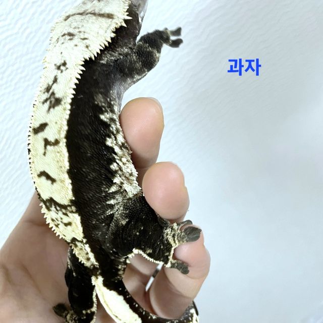 다크 화이트스팟 화이트핀