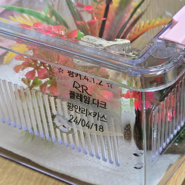 노멀