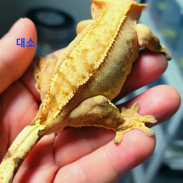 옐로우 크림시클