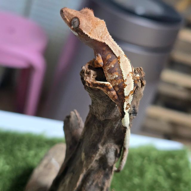 세이블
