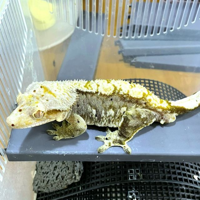 100%헷아잔틱