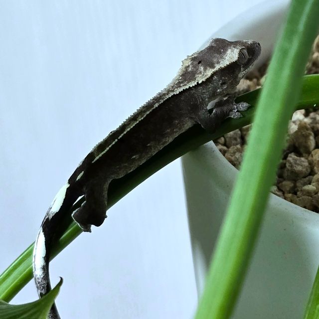 아잔틱