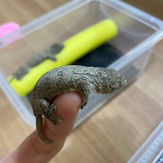 누아나 누아미