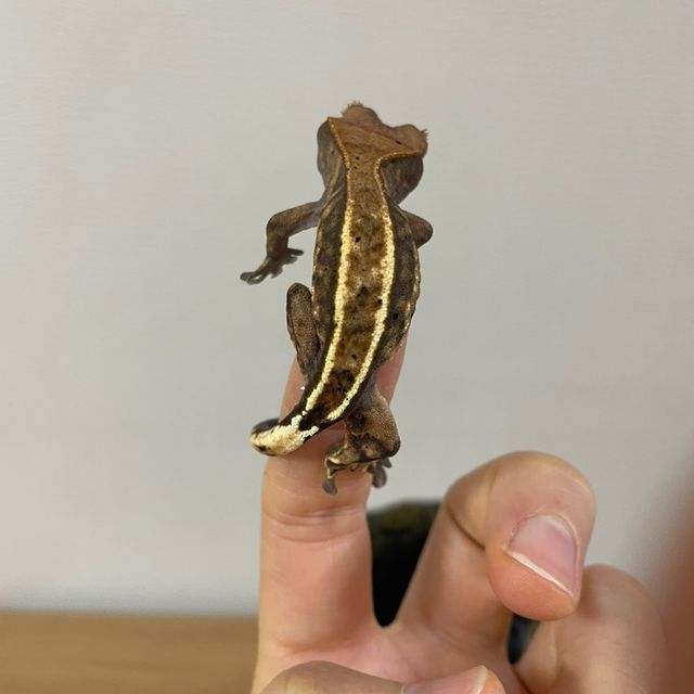 카푸치노 트라이