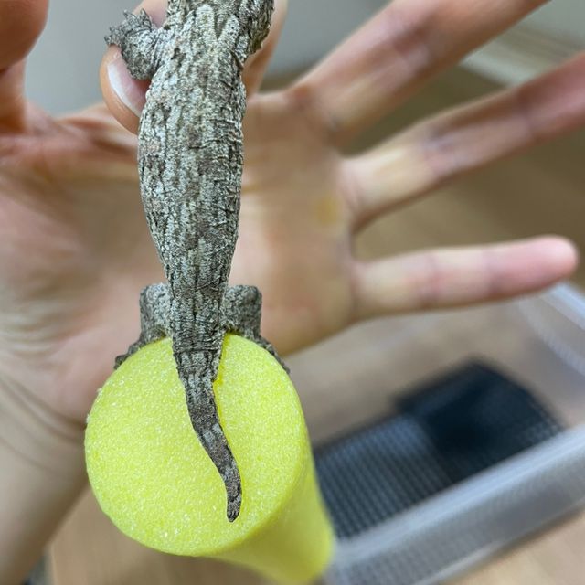 누아나 누아미