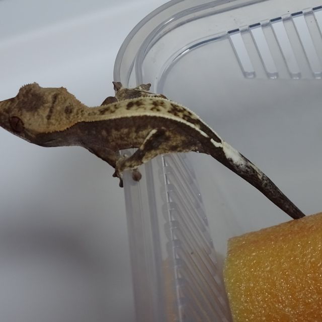 카푸치노 풀핀