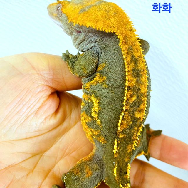 다크 할로윈