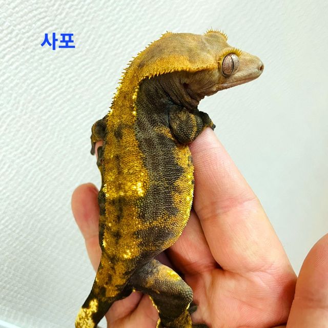 블랙 할로윈