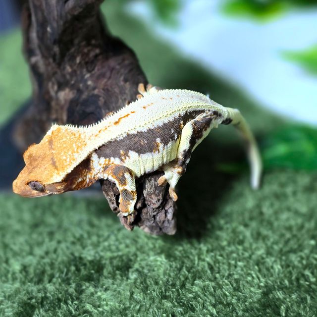 다크 릴리화이트