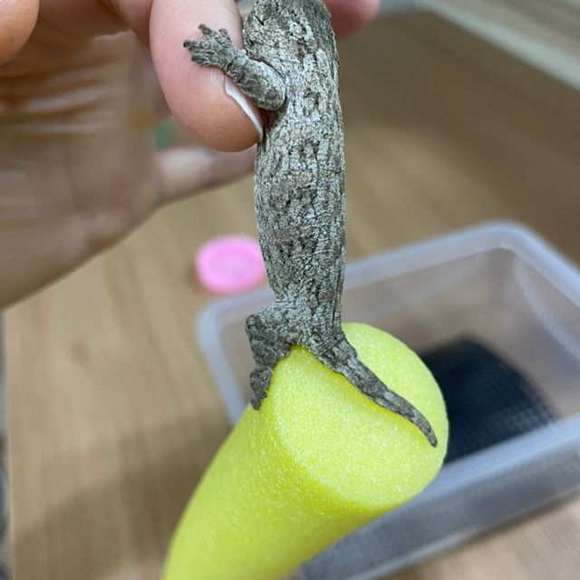 누아나 누아미
