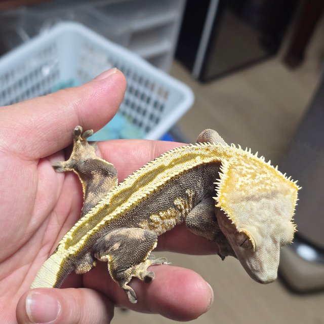 슈퍼스트라이프