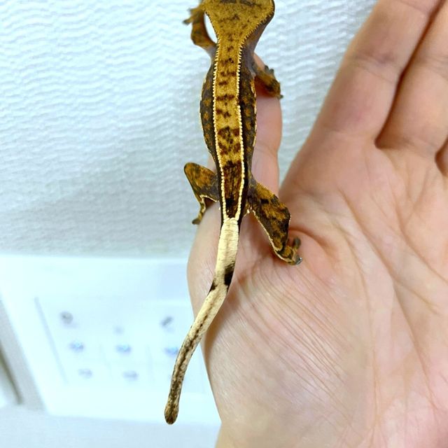 블랙 엠티백 텐저린