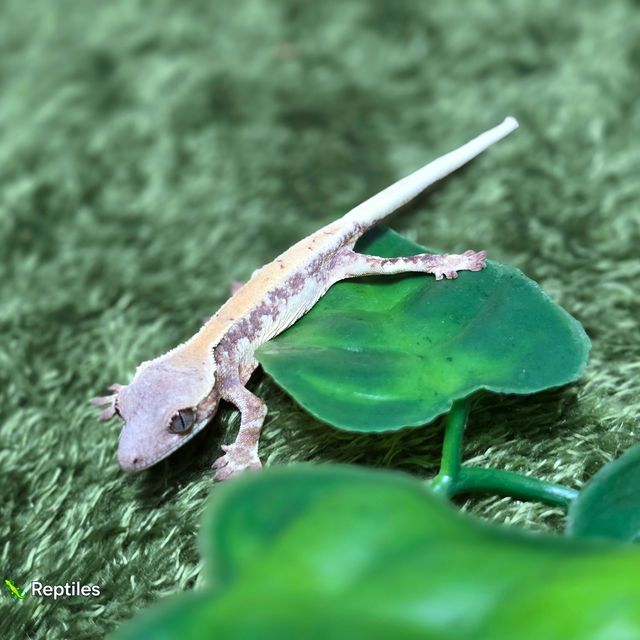 릴리 세이블