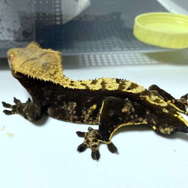 다크 플레임